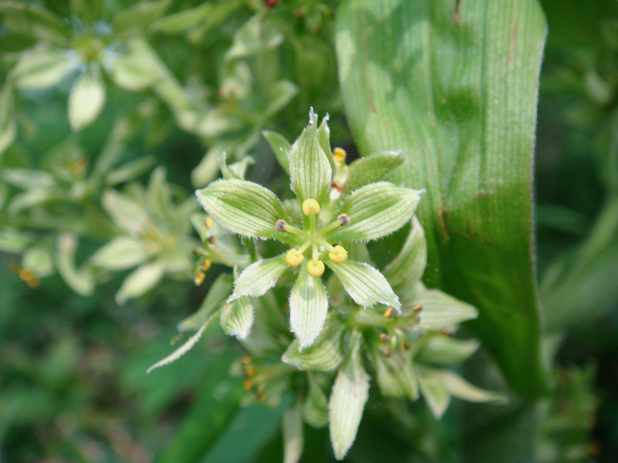 Tall City Delivery >> Veratrum album L. subsp. oxysepalum (Turczaninow) Hultén Tall City Delivery >> Veratrum album L. subsp. oxysepalum (Turczaninow) Hultén
